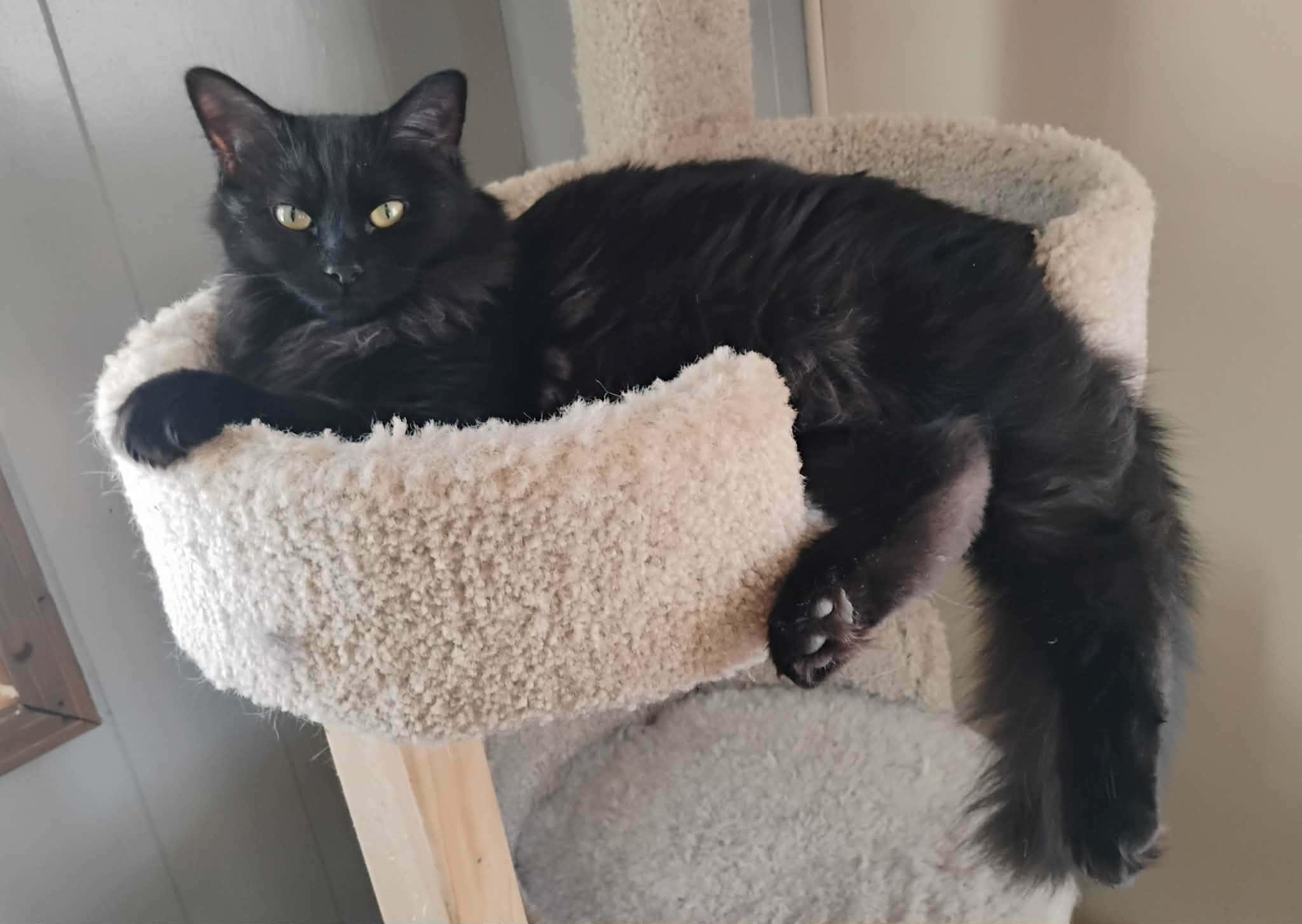 Enlarge Eleanor - "The Diva" - Courtesy Post, an adoptable Domestic Medium Hair in Anoka, MN image 2/6