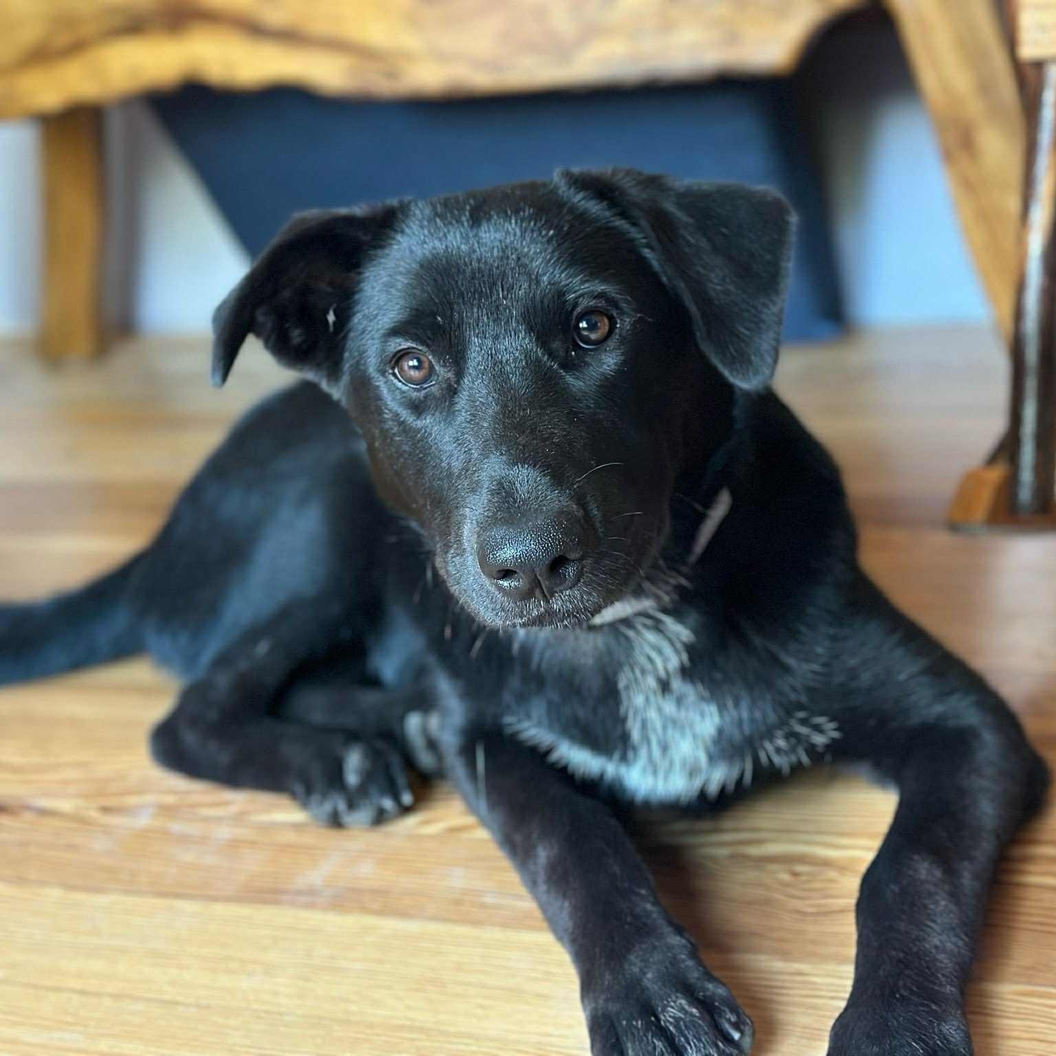 Enlarge Valerie, a Adoptable mixed breed in Carolina, RI image 2/6