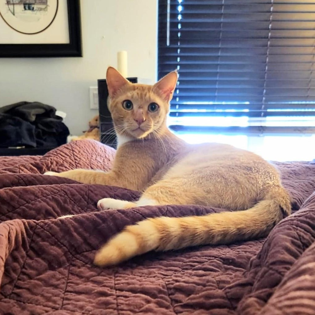 Better Bob, a Adoptable mixed breed in North Miami Beach, FL image 5/6