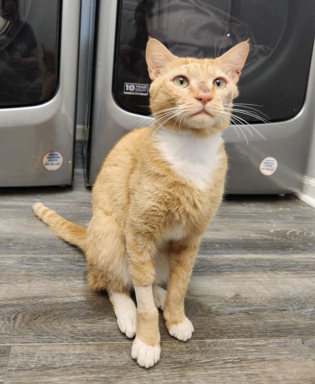 Better Bob, a Adoptable mixed breed in North Miami Beach, FL image 2/6