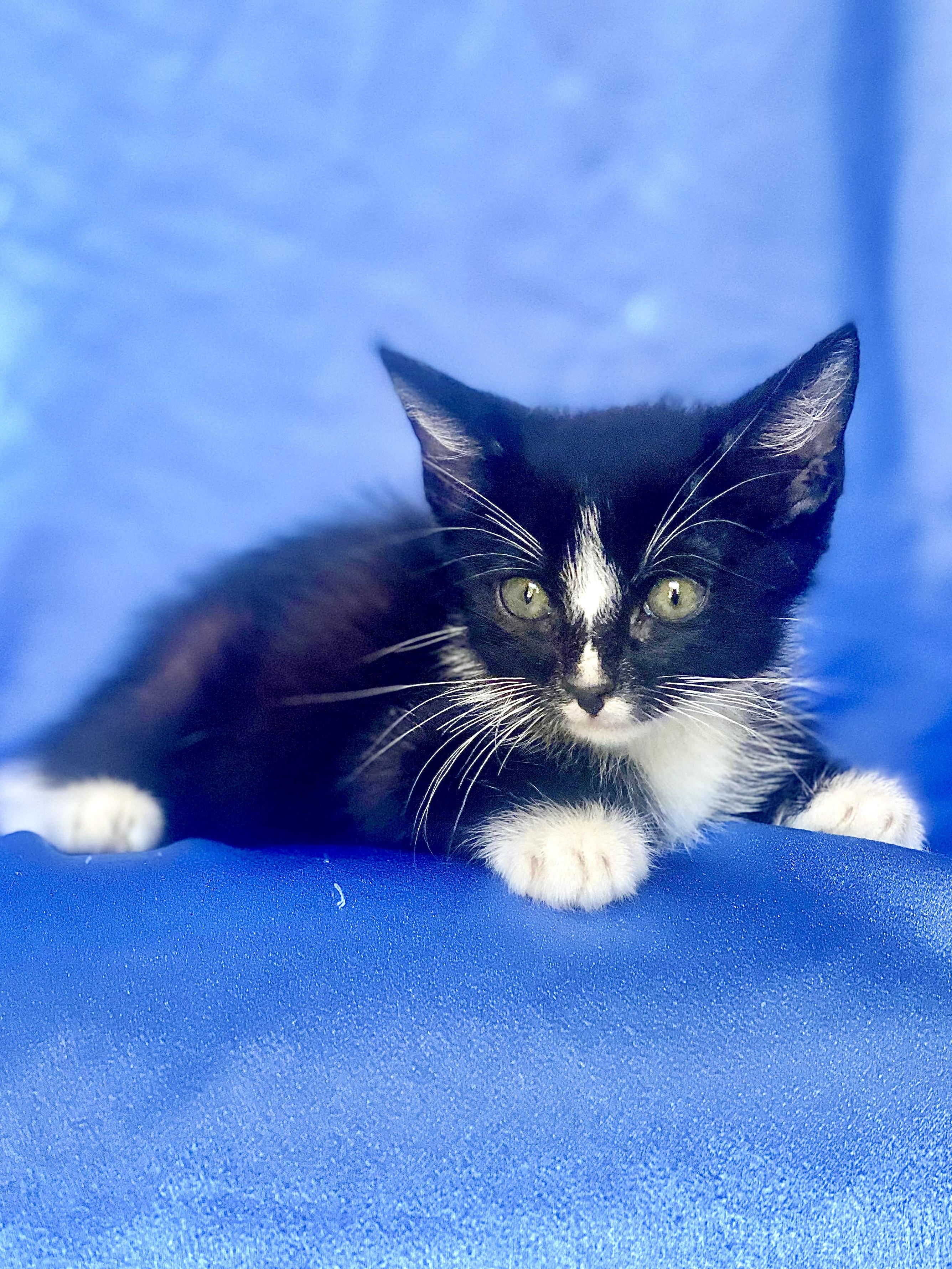 Enlarge SUPER MARIO, a Adoptable Domestic Short Hair in Rowland Heights, CA image 1/4