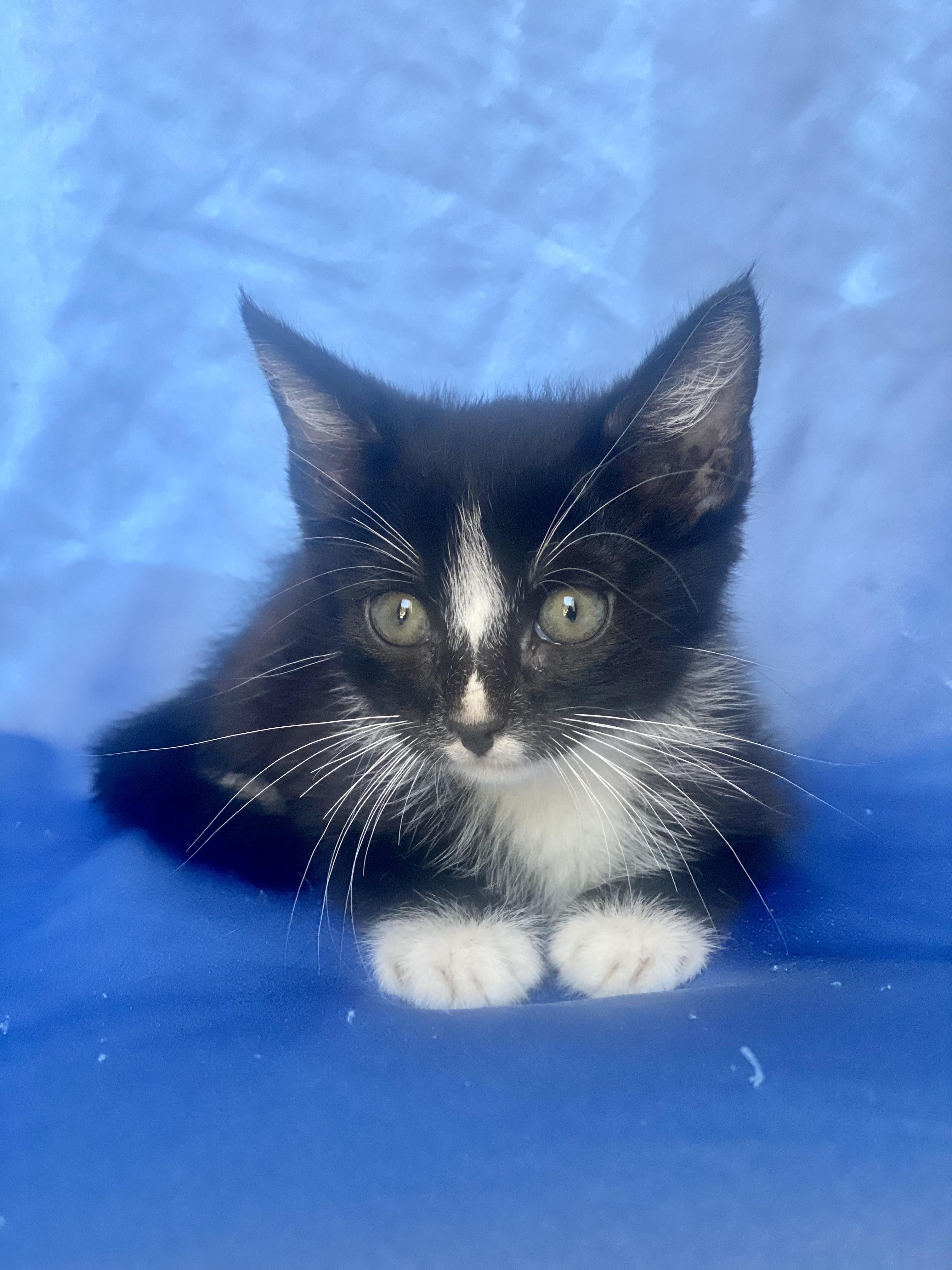 Enlarge SUPER MARIO, a Adoptable Domestic Short Hair in Rowland Heights, CA image 2/4