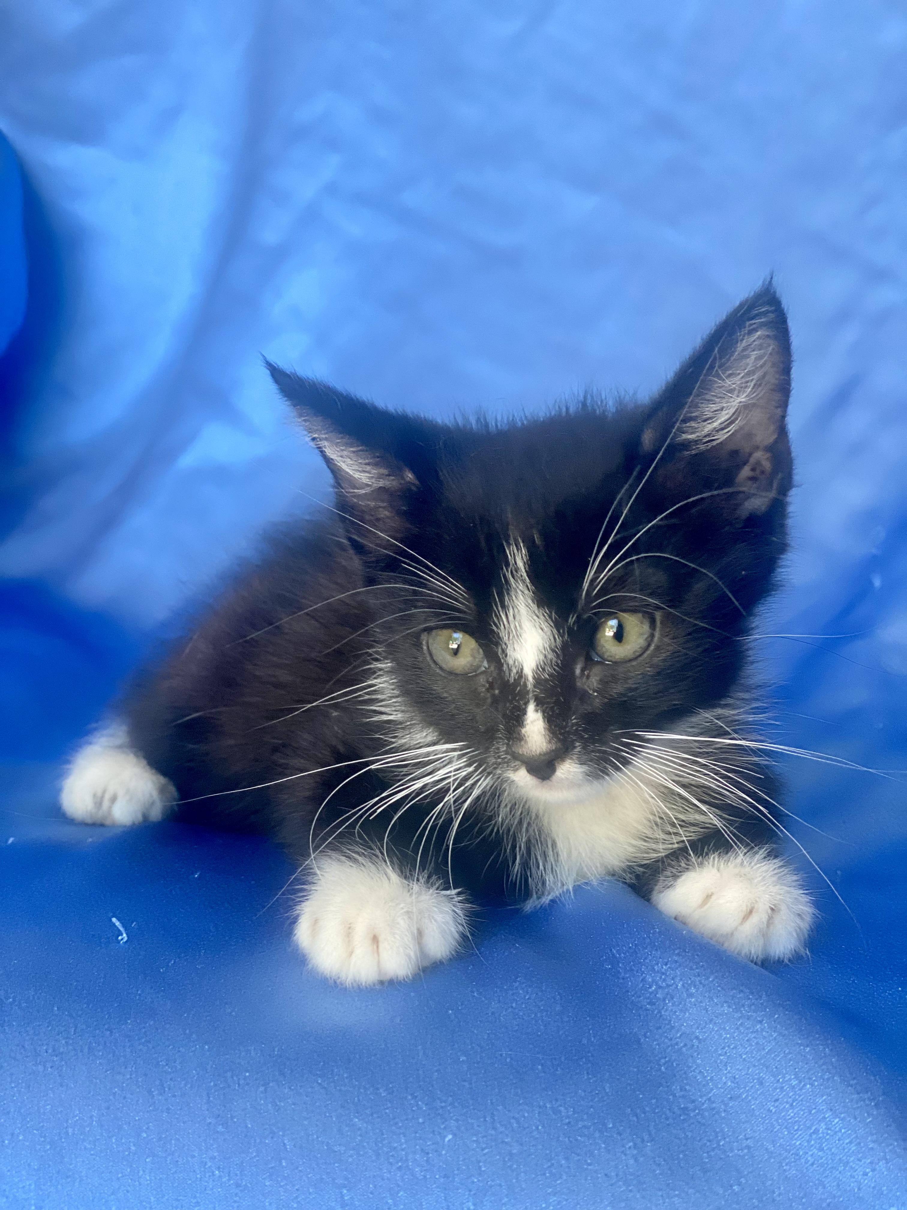 Enlarge SUPER MARIO, a Adoptable Domestic Short Hair in Rowland Heights, CA image 3/4