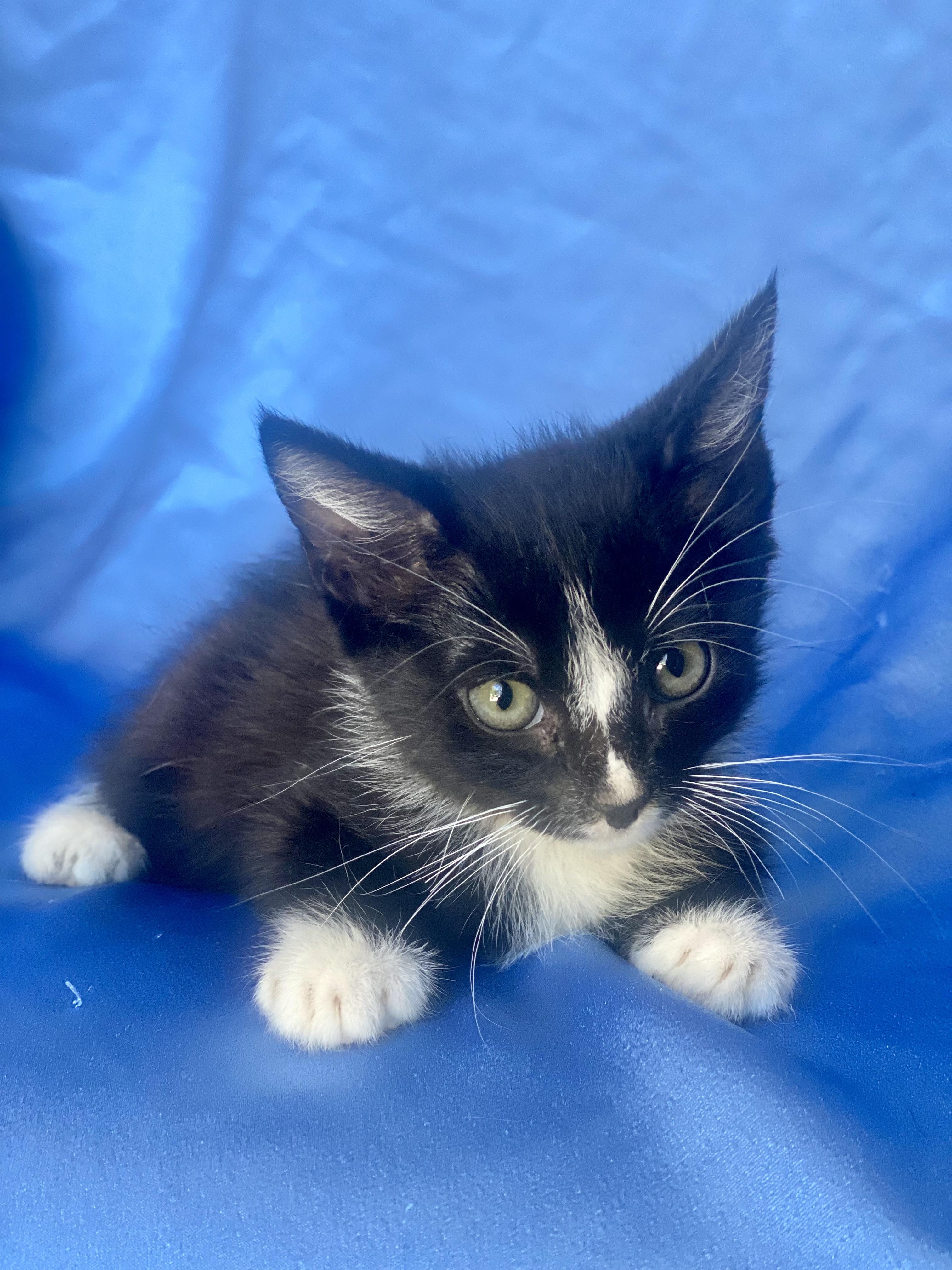 Enlarge SUPER MARIO, a Adoptable Domestic Short Hair in Rowland Heights, CA image 4/4