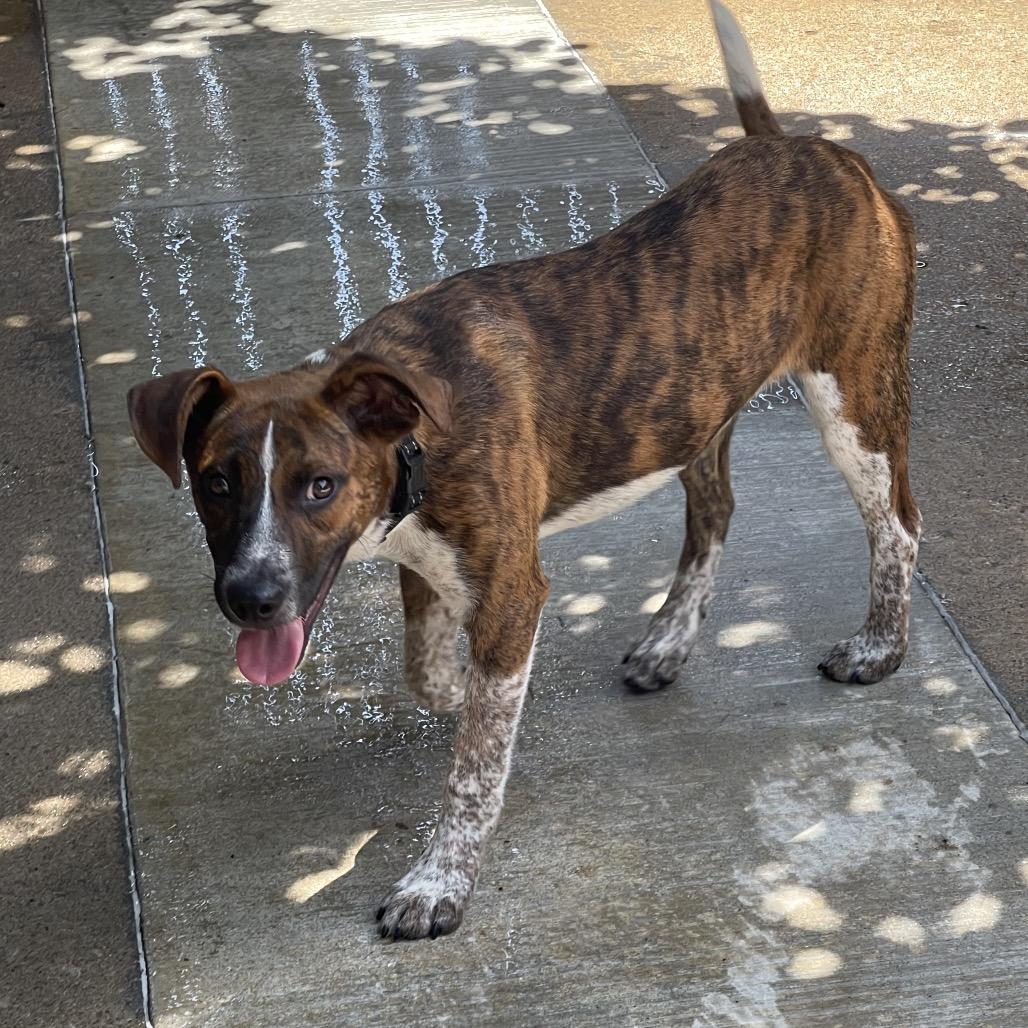 Enlarge Huckleberry, a Adoptable mixed breed in Tulsa, OK image 1/6