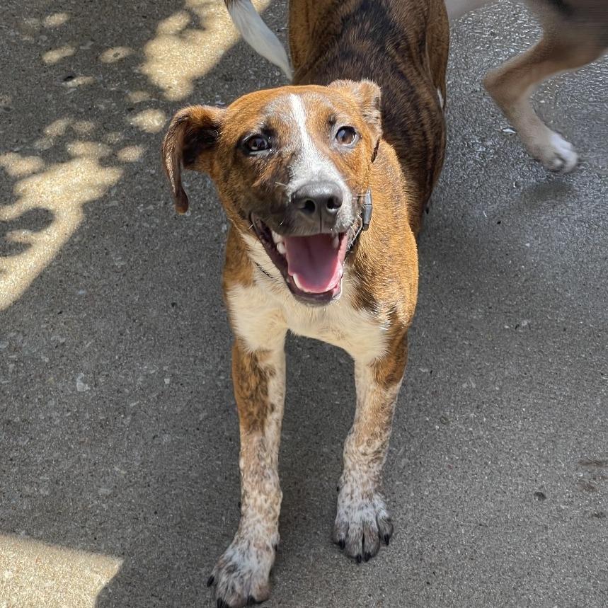 Enlarge Huckleberry, a Adoptable mixed breed in Tulsa, OK image 2/6