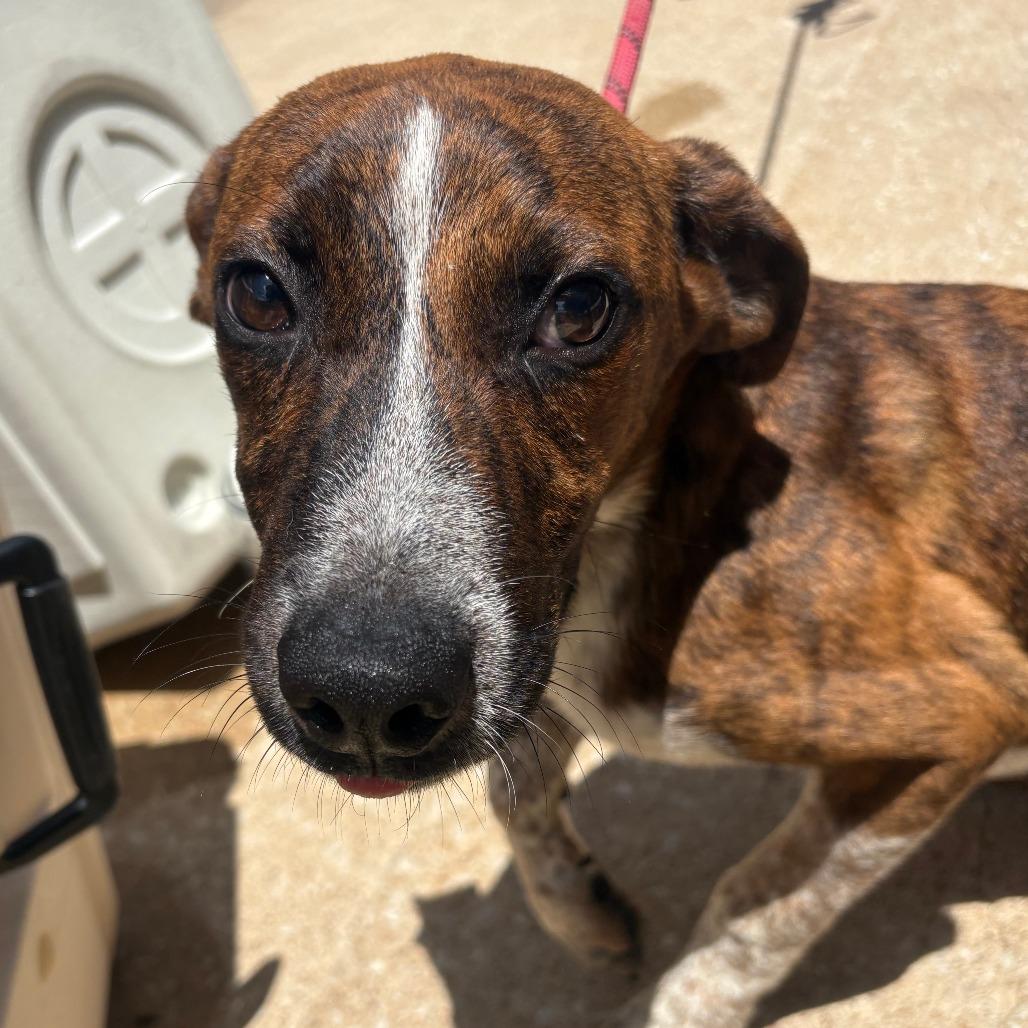 Enlarge Huckleberry, a Adoptable mixed breed in Tulsa, OK image 3/6