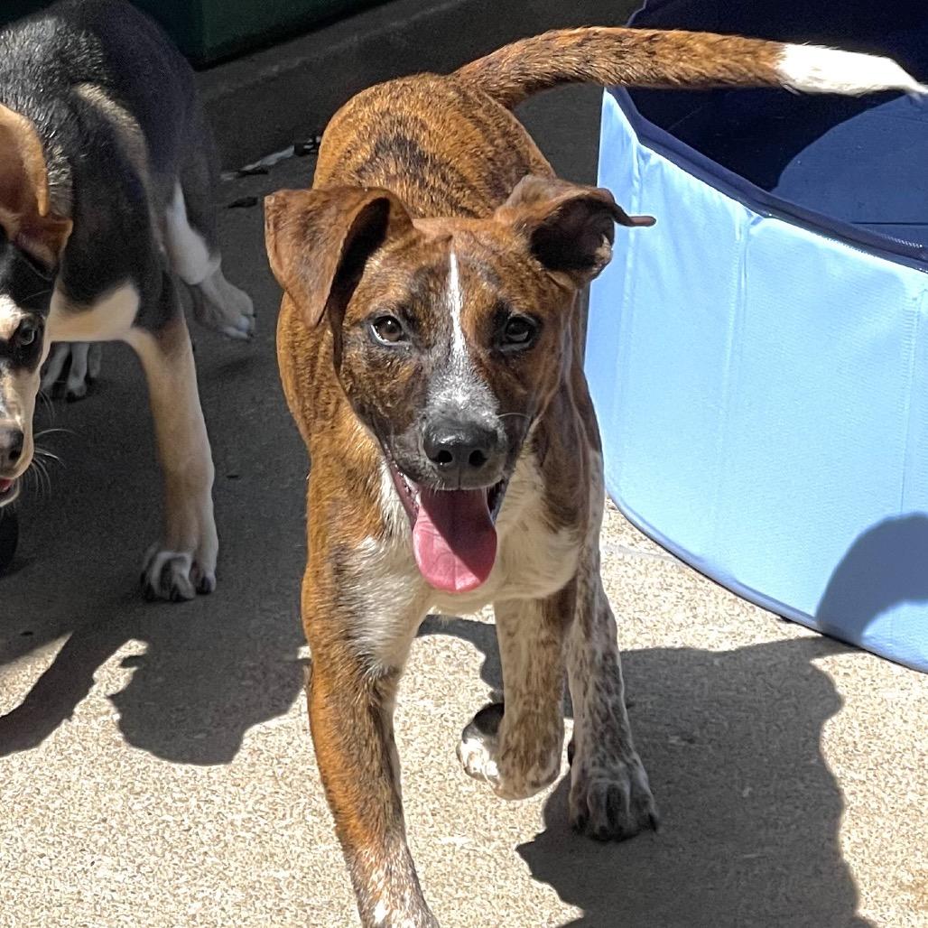 Enlarge Huckleberry, a Adoptable mixed breed in Tulsa, OK image 4/6