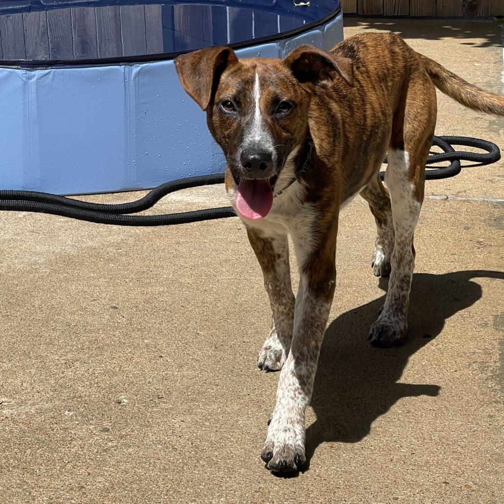Enlarge Huckleberry, a Adoptable mixed breed in Tulsa, OK image 5/6