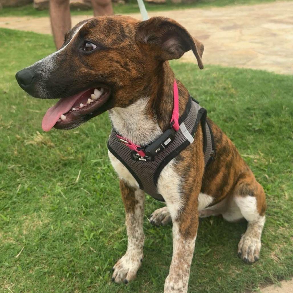 Enlarge Huckleberry, a Adoptable mixed breed in Tulsa, OK image 6/6