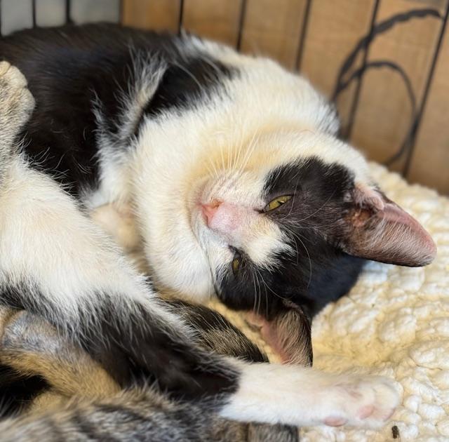 Enlarge Nessa, a Adoptable Domestic Short Hair in Kalama, WA image 1/5