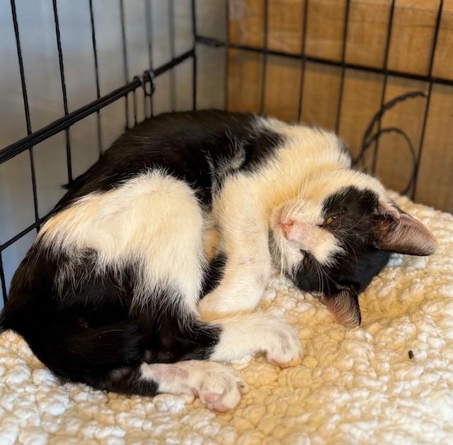 Nessa, Adoptable, Young Female Domestic Short Hair.