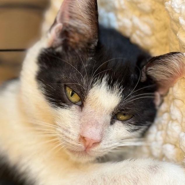 Enlarge Nessa, a Adoptable Domestic Short Hair in Kalama, WA image 3/5