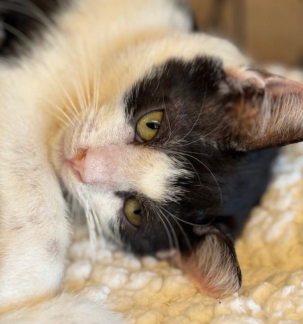 Enlarge Nessa, a Adoptable Domestic Short Hair in Kalama, WA image 4/5