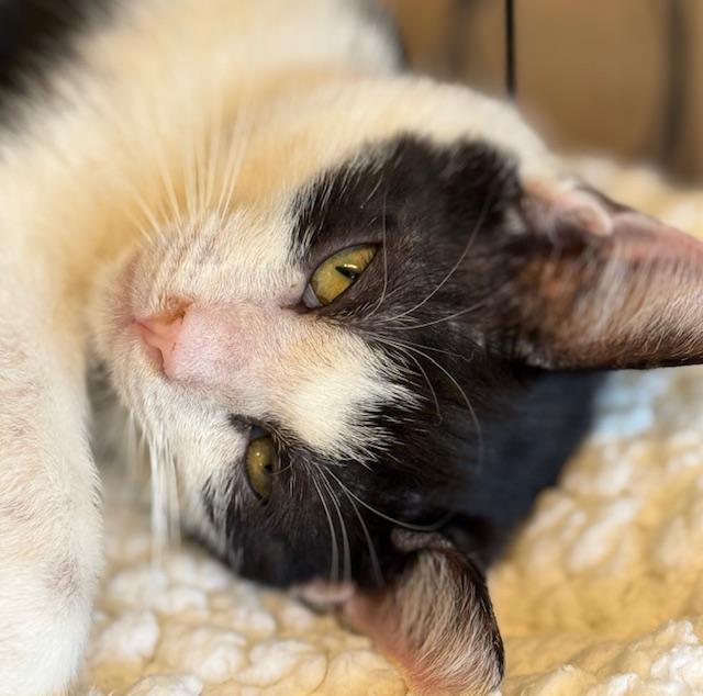 Enlarge Nessa, a Adoptable Domestic Short Hair in Kalama, WA image 5/5