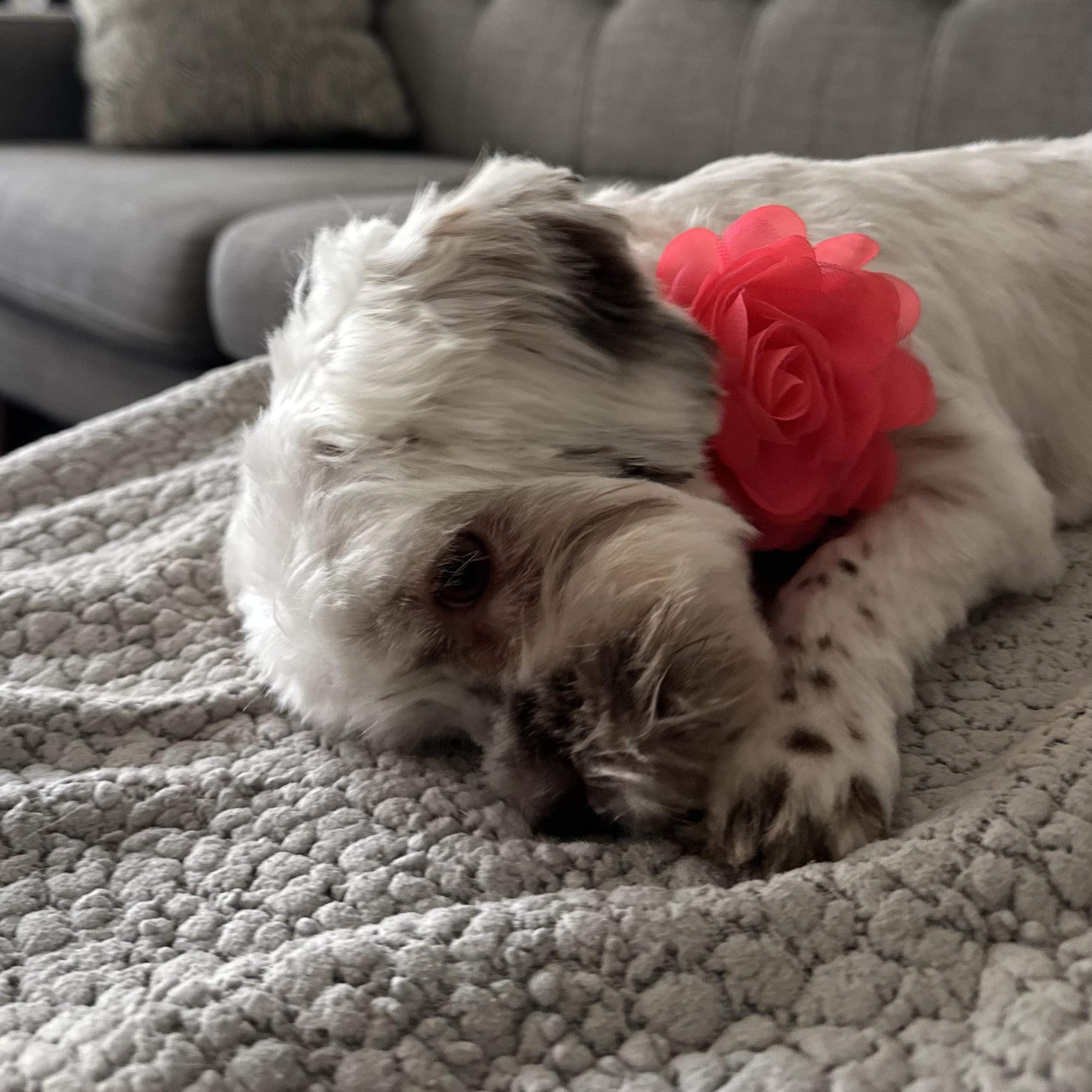 Hannah, a ADOPTABLE mixed breed in Redondo Beach, CA image 2/6
