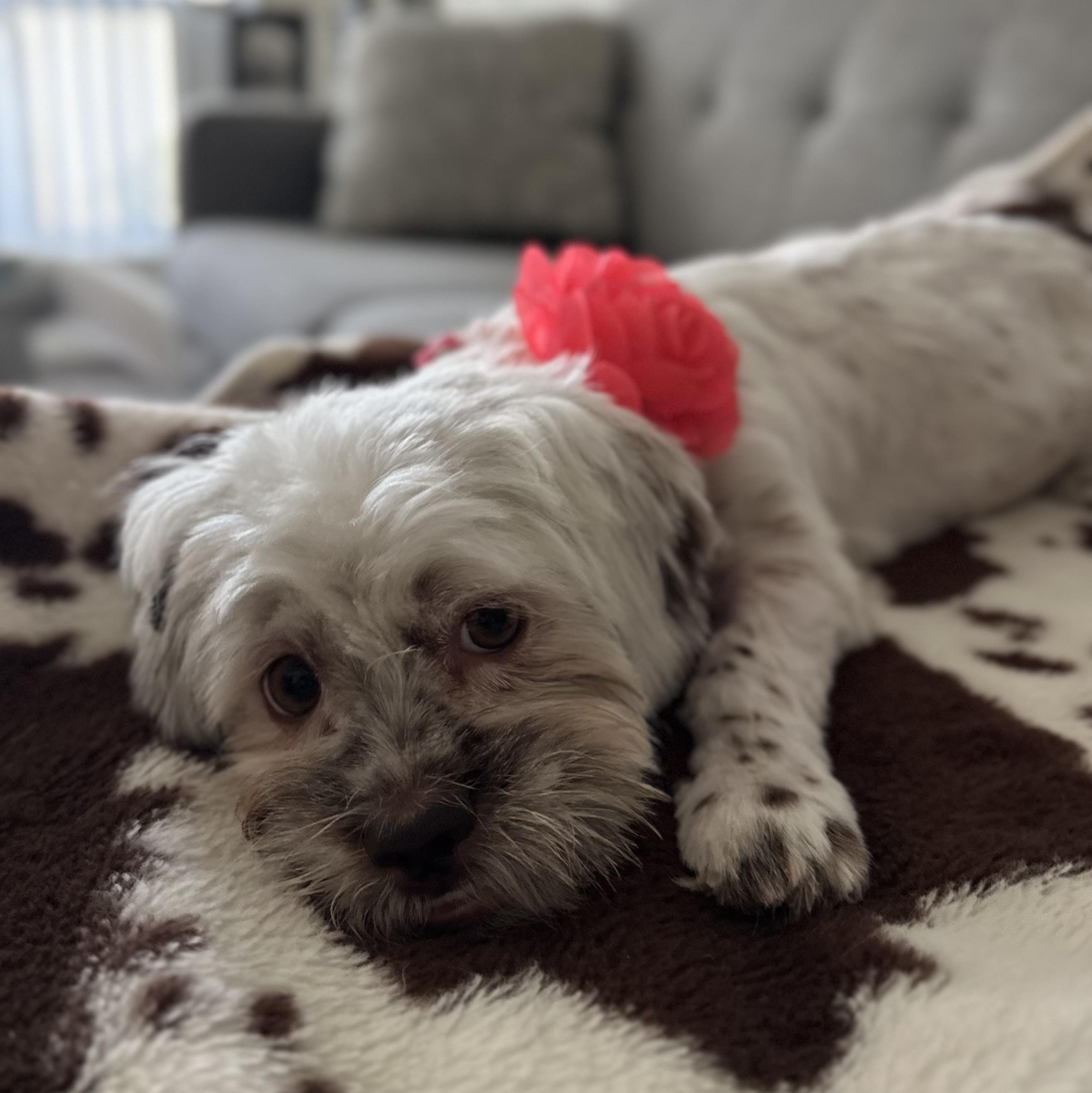 Hannah, ADOPTABLE, Young Female Shih Tzu.