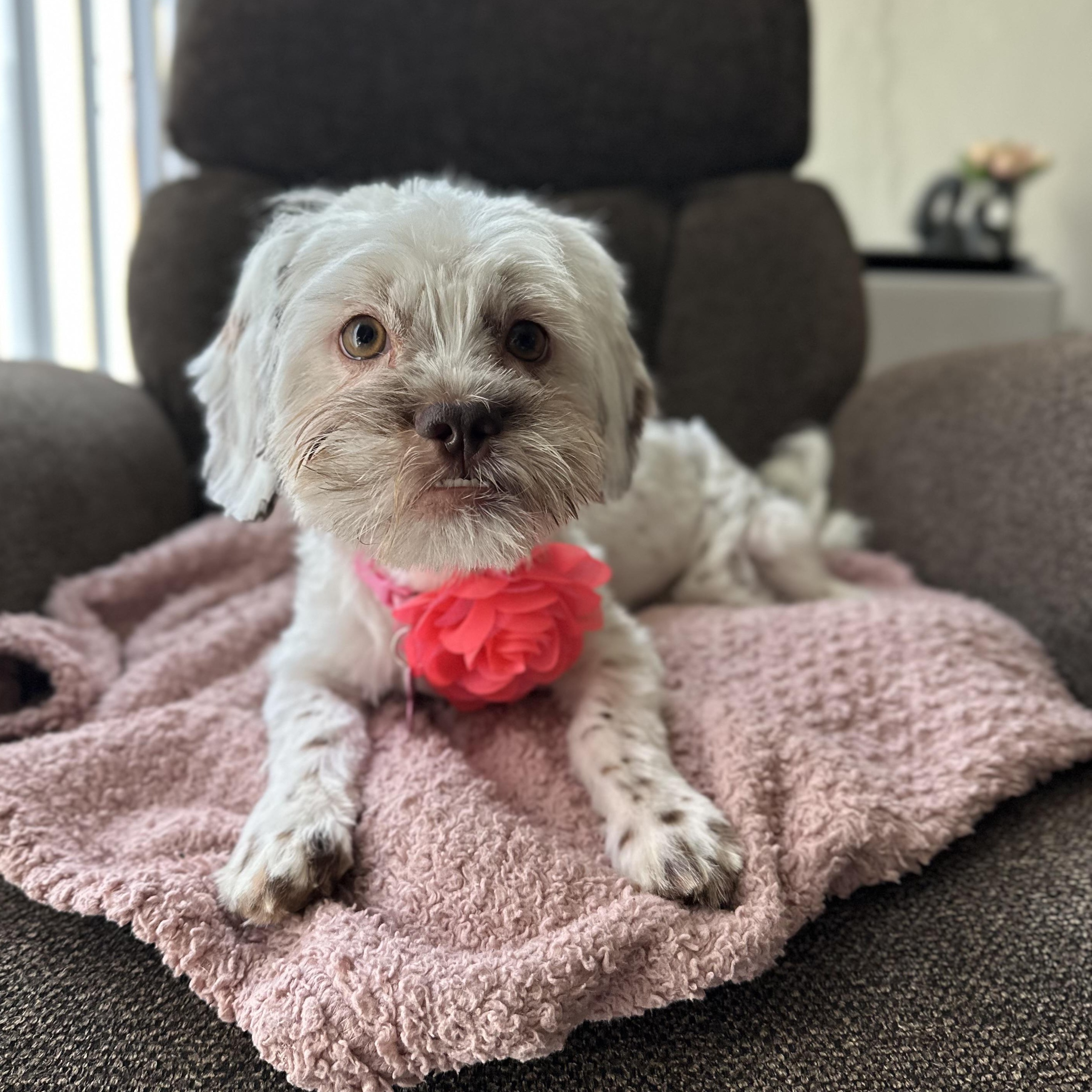 Hannah, a ADOPTABLE mixed breed in Redondo Beach, CA image 5/6