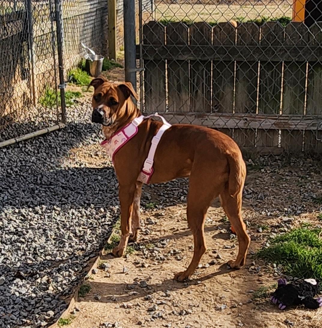 Enlarge Roxy, a ADOPTABLE mixed breed in Siloam Springs, AR image 1/5