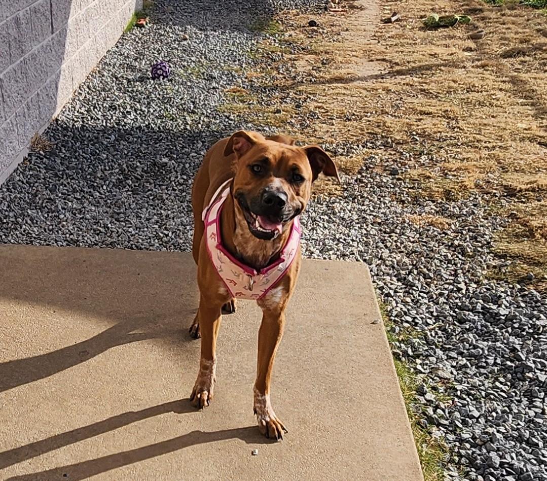 Enlarge Roxy, a ADOPTABLE mixed breed in Siloam Springs, AR image 2/5