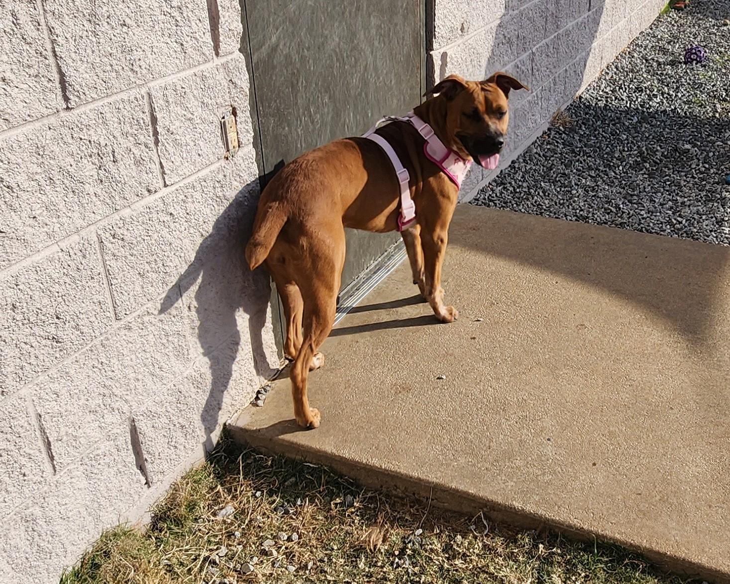 Enlarge Roxy, a ADOPTABLE mixed breed in Siloam Springs, AR image 3/5