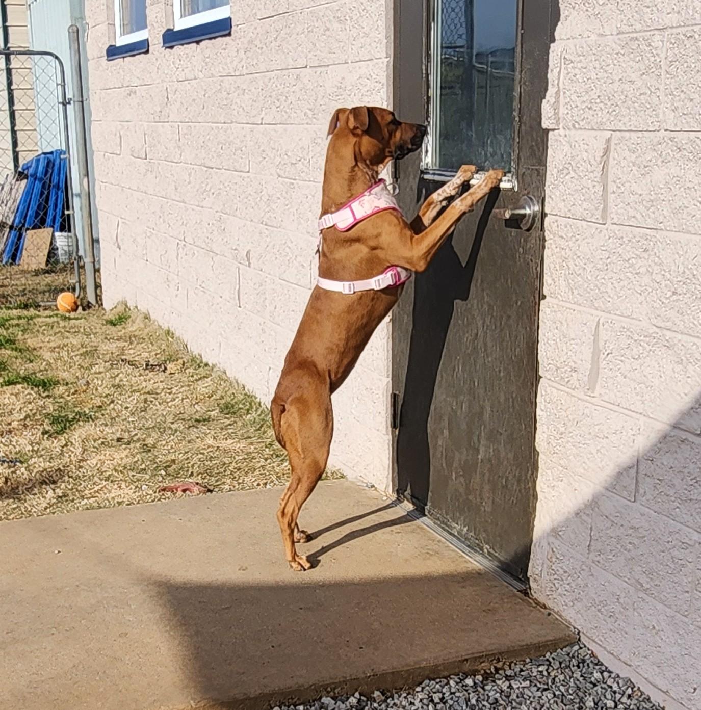 Enlarge Roxy, a ADOPTABLE mixed breed in Siloam Springs, AR image 4/5