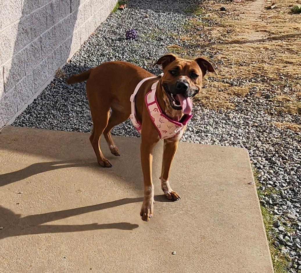 Enlarge Roxy, a ADOPTABLE mixed breed in Siloam Springs, AR image 5/5