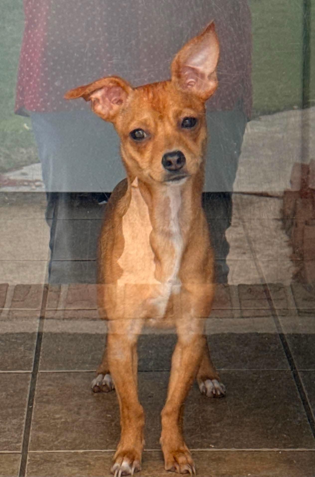 Honey, adopted, Puppy Female Chiweenie.