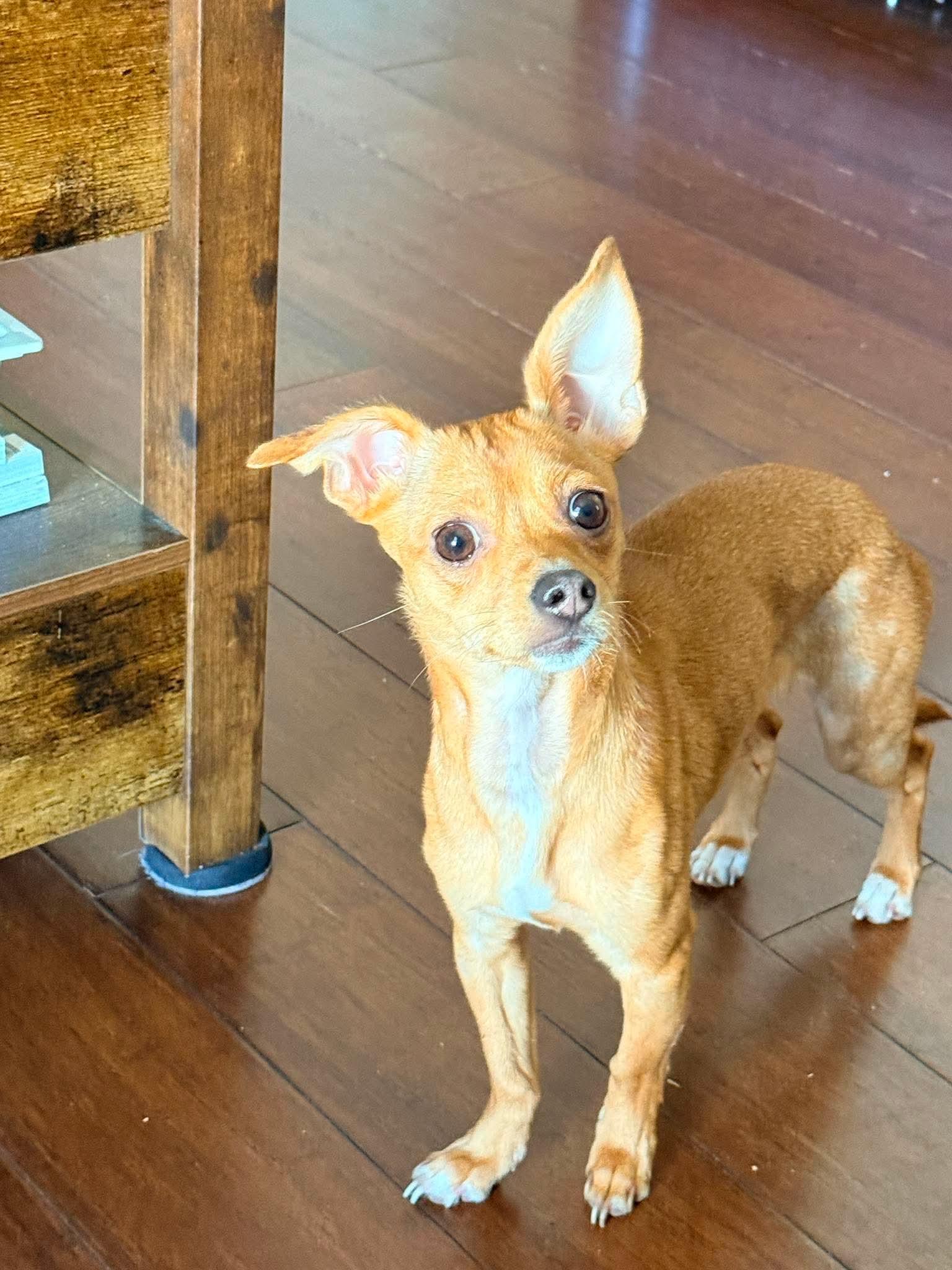 Honey, an adopted Chiweenie in GREENVILLE, NC image 2/2
