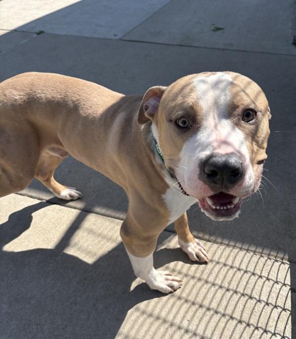 Oasis, a Adoptable mixed breed in Sioux City, IA image 1/2