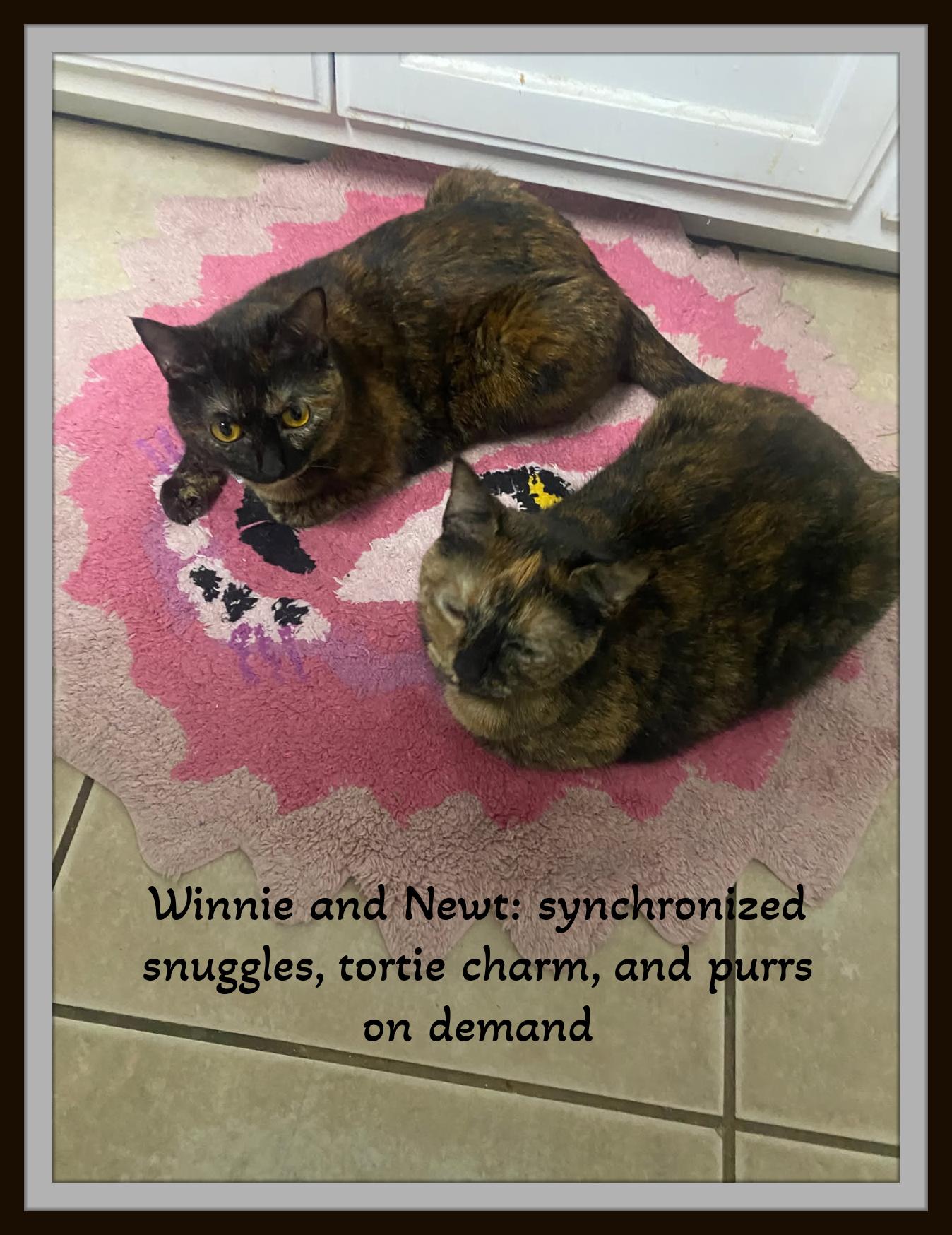 Enlarge “Tortie twosome with a cuddle agenda—Winnie and Newt are lap-tested and love-approved.”, a Adoptable Domestic Short Hair in Winston Salem, NC image 2/4