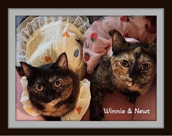 Enlarge “Tortie twosome with a cuddle agenda—Winnie and Newt are lap-tested and love-approved.”, a Adoptable Domestic Short Hair in Winston Salem, NC image 3/4