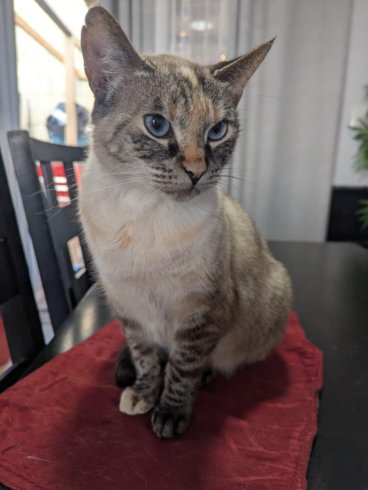 Enlarge rosalie ha, a Adoptable Siamese in Tijuana, BCN image 3/3