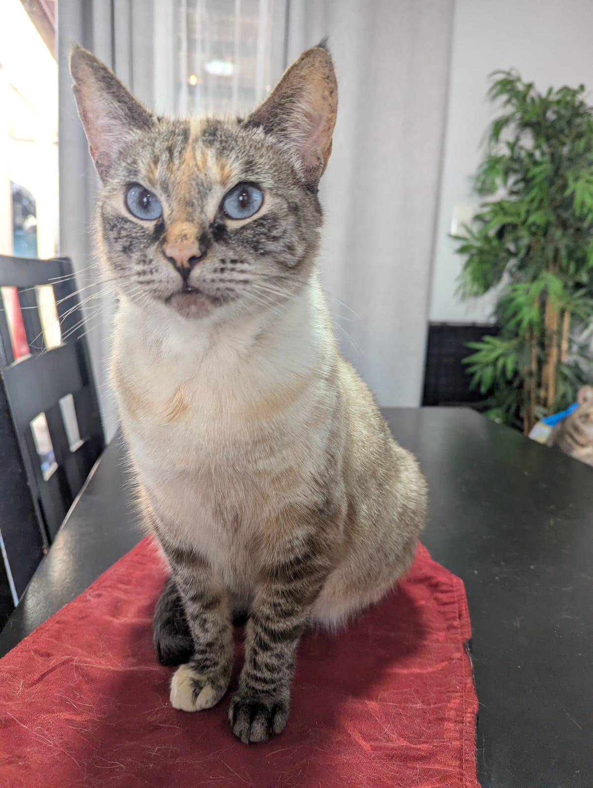 rosalie ha, Adoptable, Adult Female Siamese.