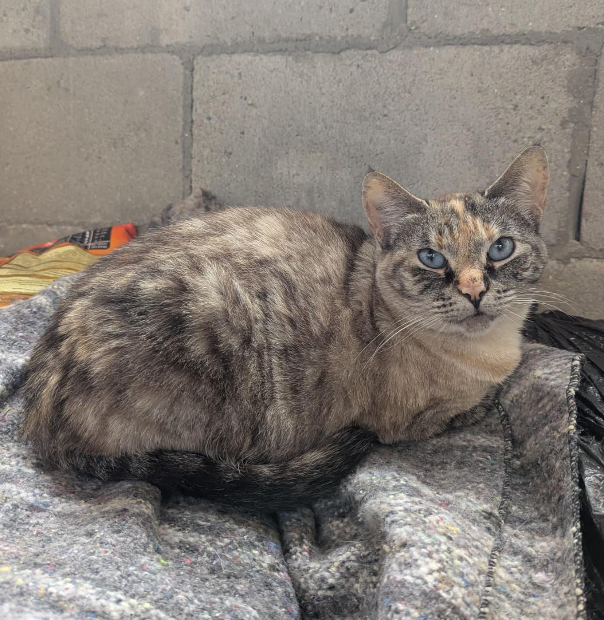 Enlarge rosalie ha, a Adoptable Siamese in Tijuana, BCN image 2/3