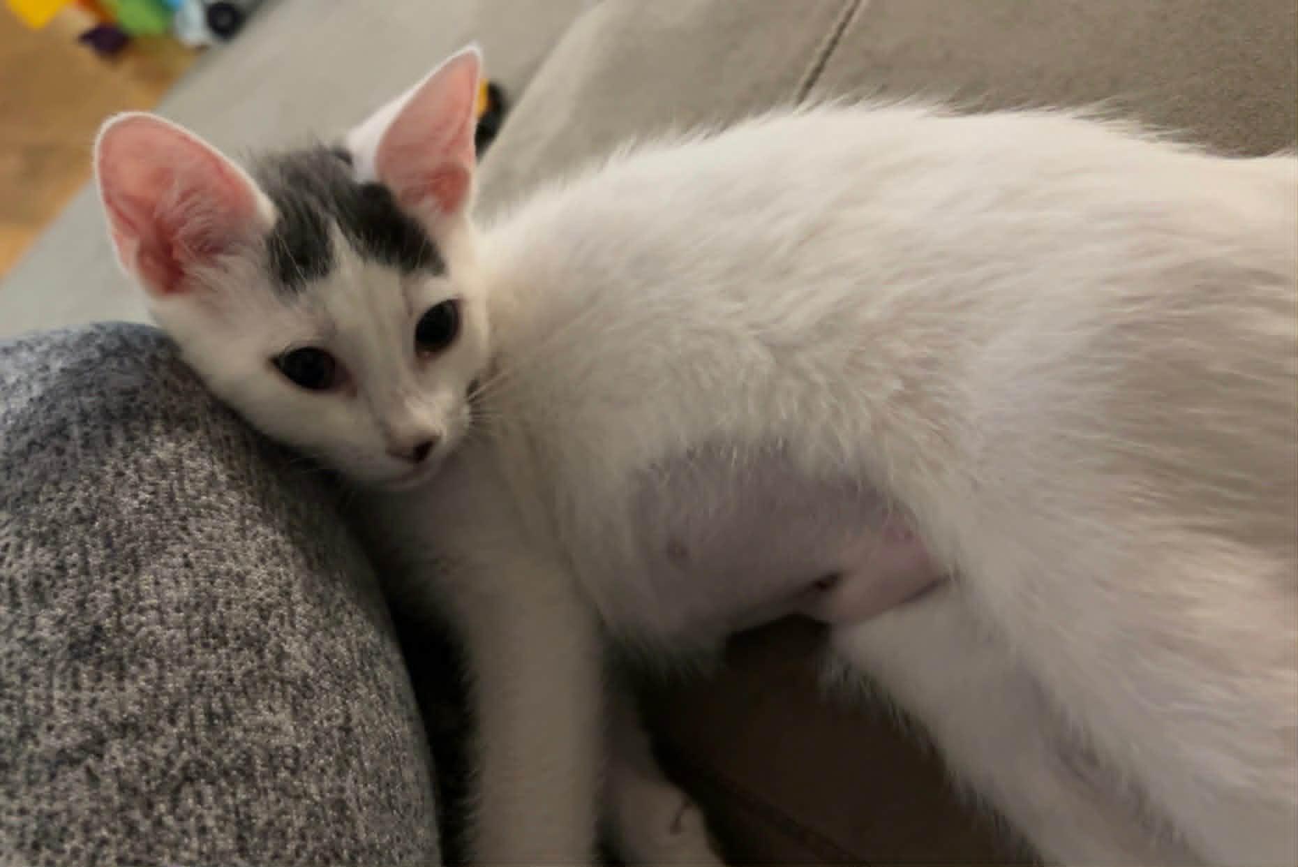 Enlarge Nilah, a ADOPTABLE Domestic Short Hair in Wading River, NY image 2/5
