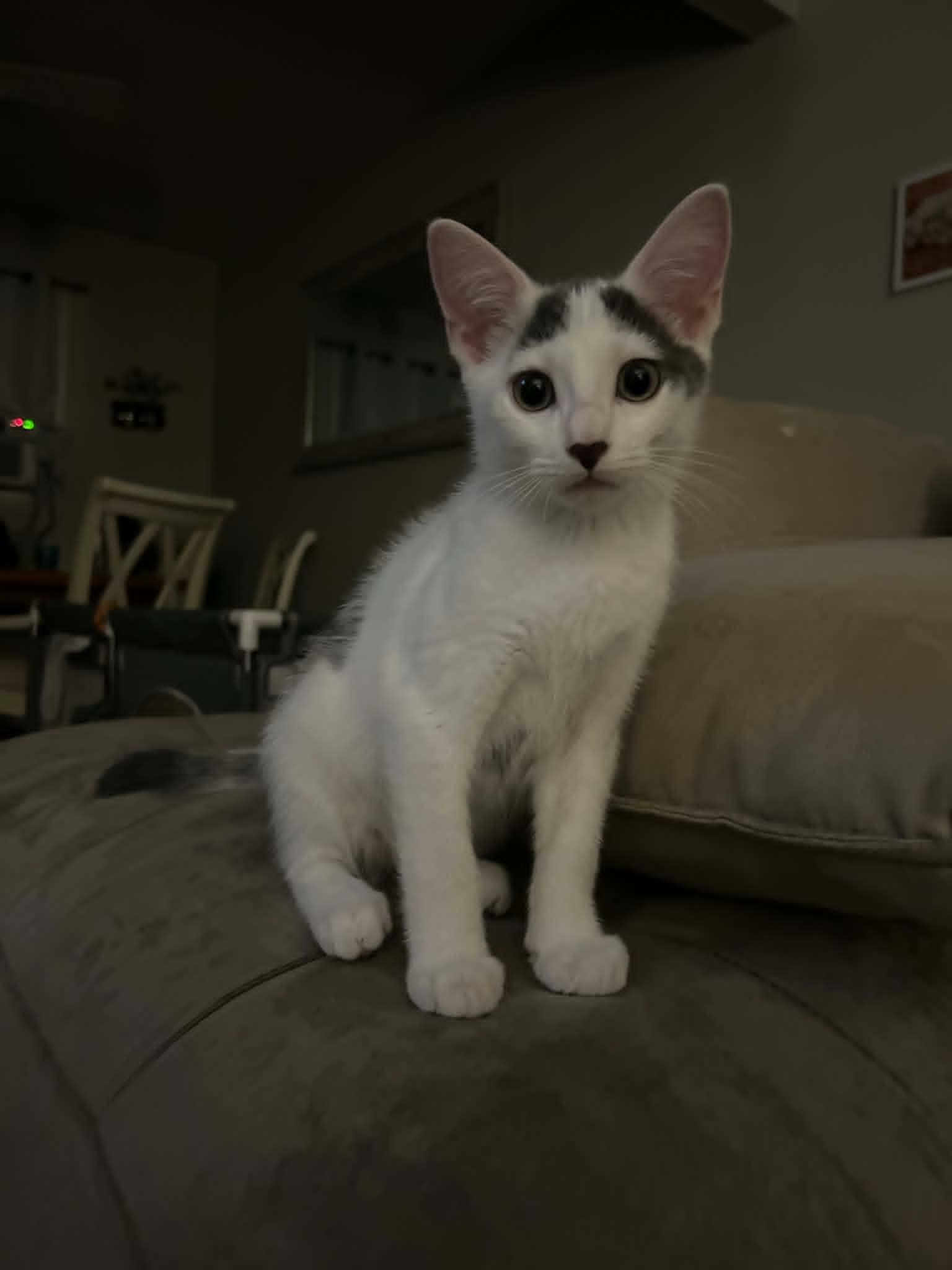 Enlarge Nilah, a ADOPTABLE Domestic Short Hair in Wading River, NY image 4/5