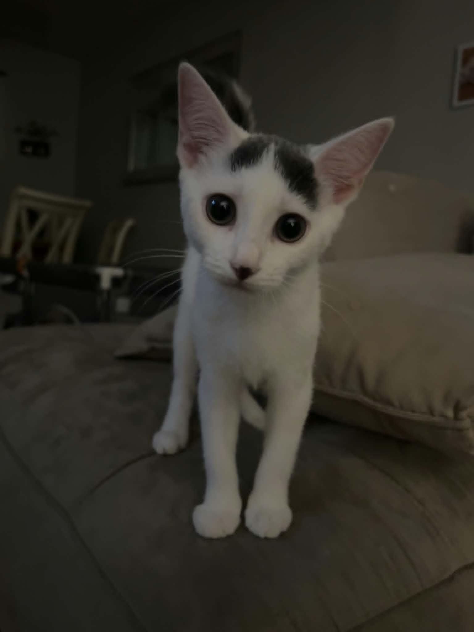 Enlarge Nilah, a ADOPTABLE Domestic Short Hair in Wading River, NY image 3/5