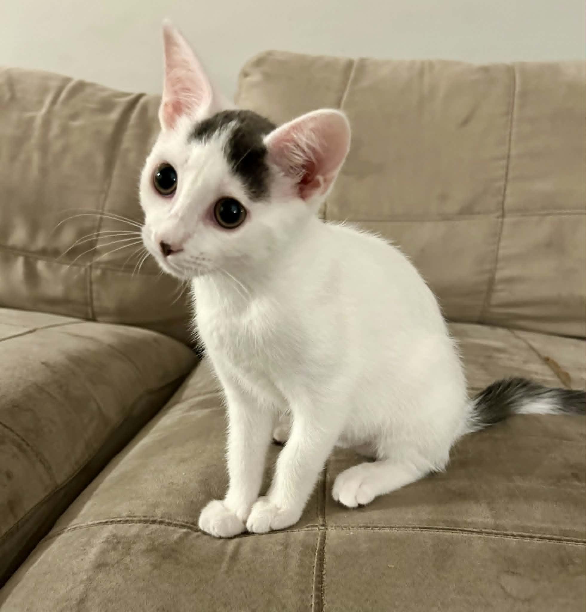 Enlarge Nilah, a ADOPTABLE Domestic Short Hair in Wading River, NY image 1/5