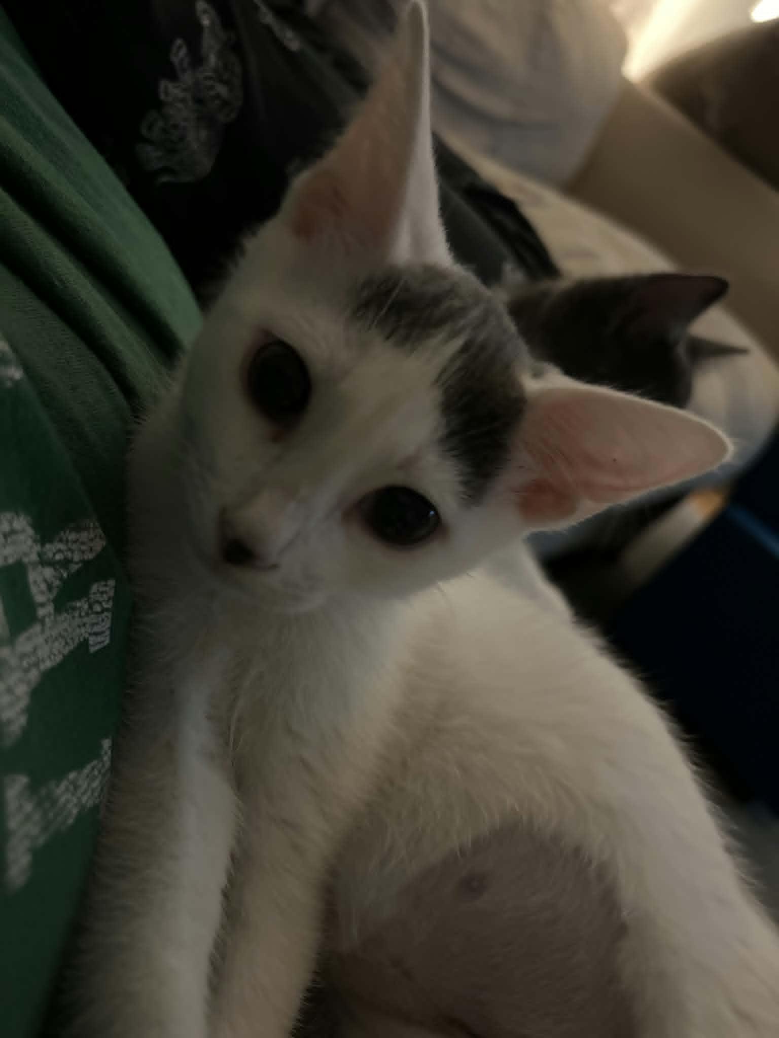 Enlarge Nilah, a ADOPTABLE Domestic Short Hair in Wading River, NY image 5/5