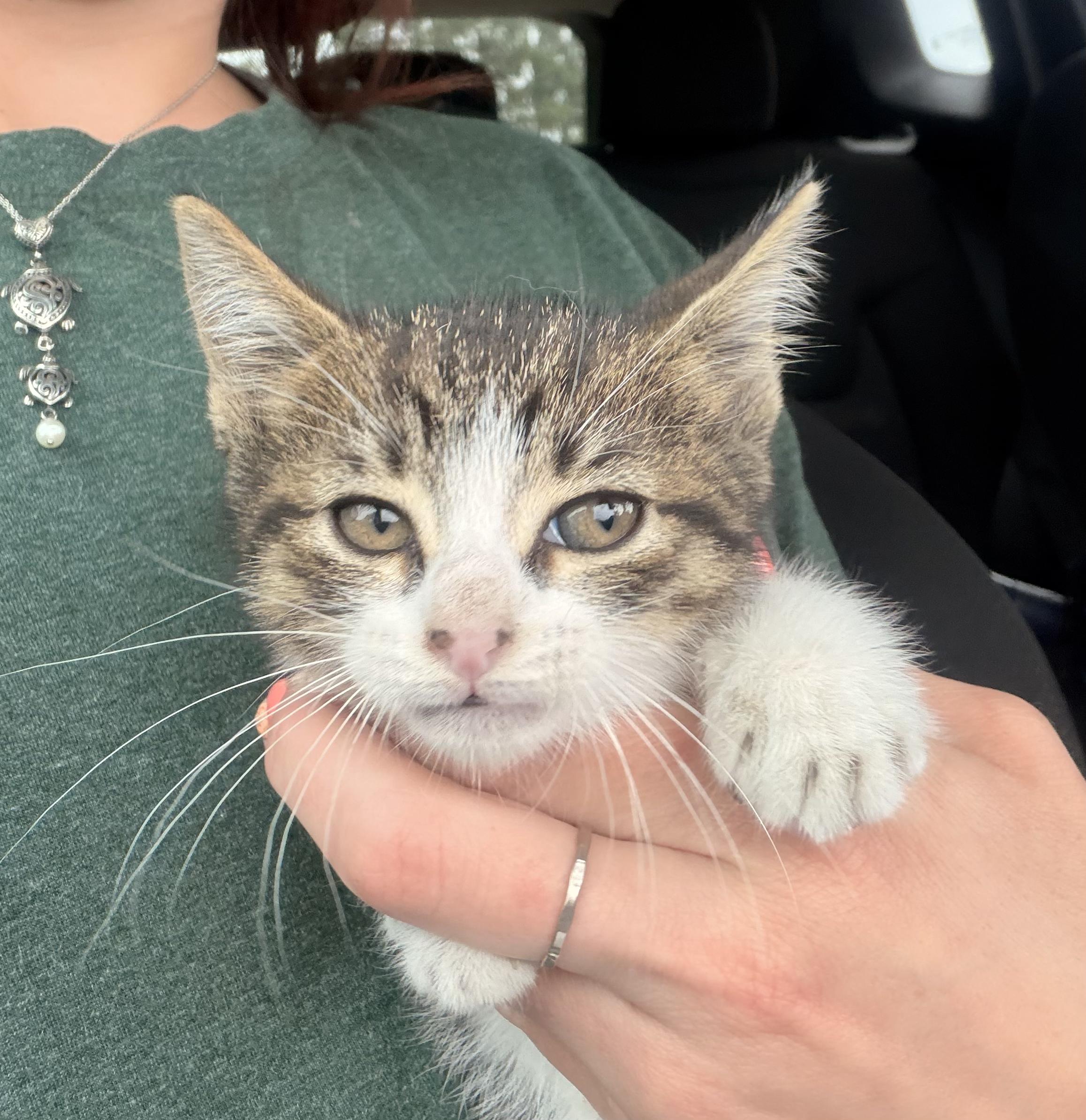 Enlarge Darling, a Adoptable Domestic Short Hair in Thomaston, CT image 1/6