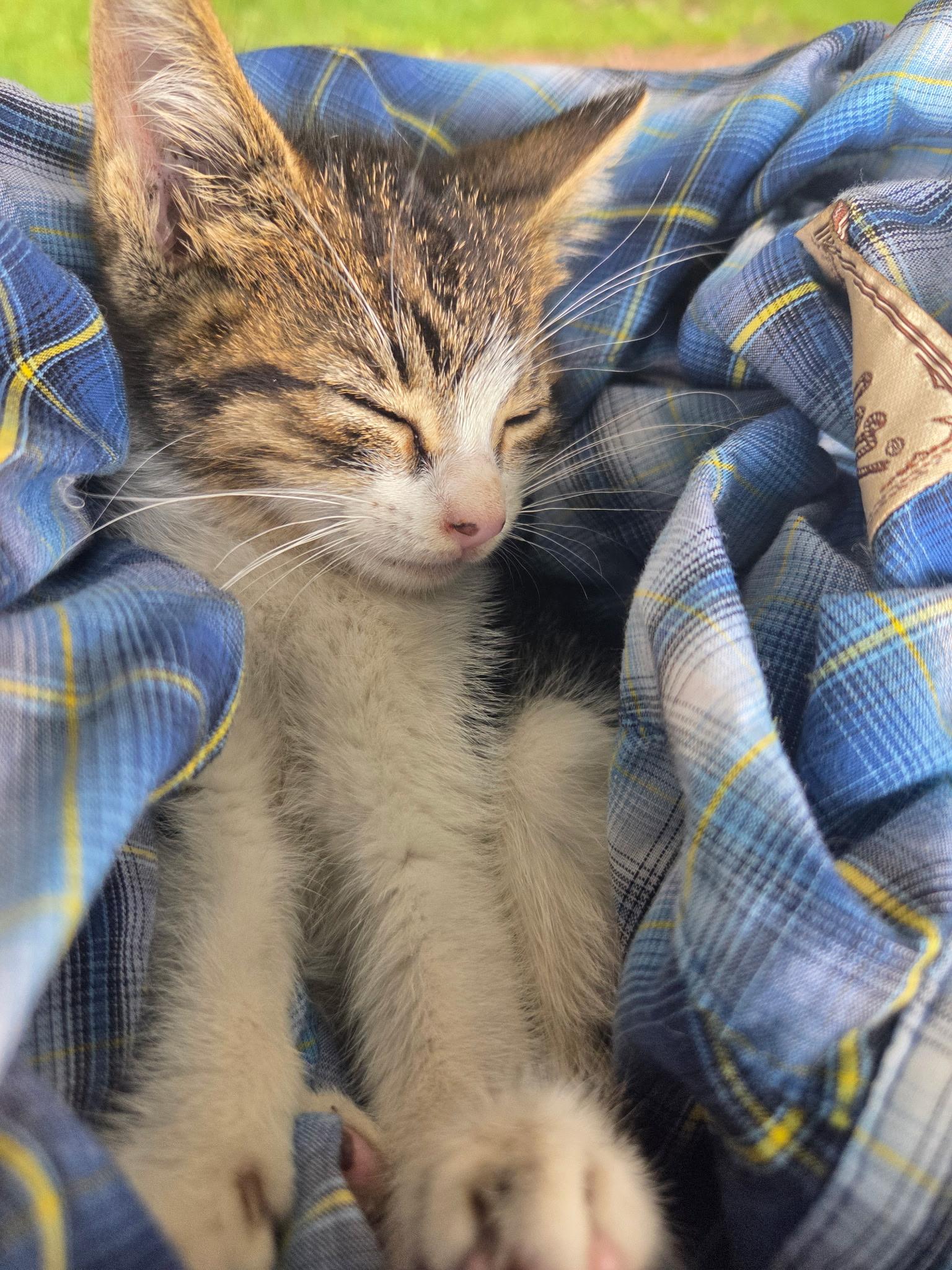 Enlarge Darling, a Adoptable Domestic Short Hair in Thomaston, CT image 2/6