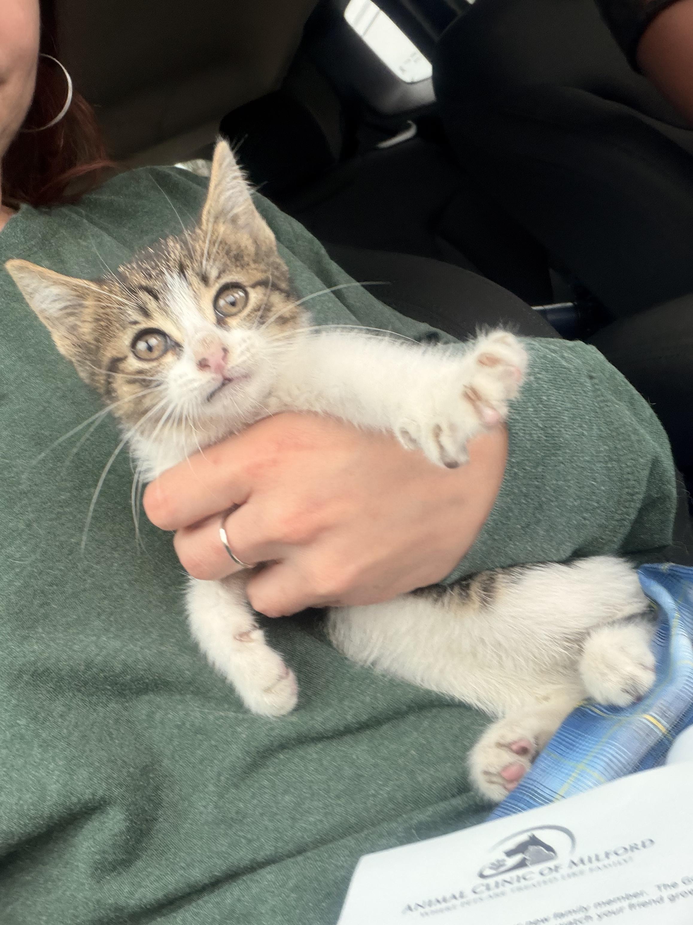 Enlarge Darling, a Adoptable Domestic Short Hair in Thomaston, CT image 5/6