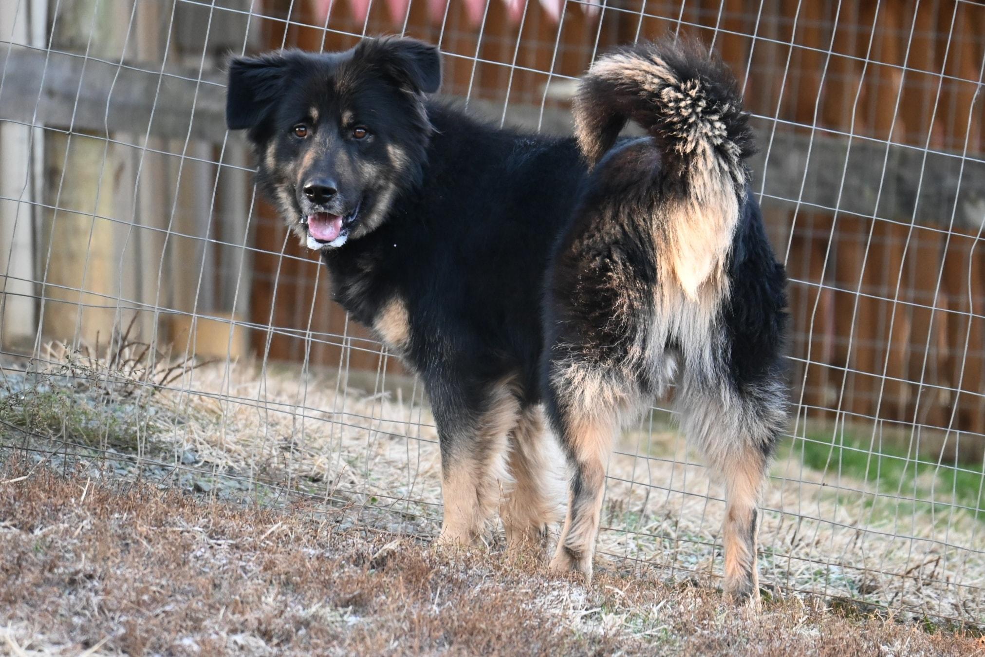 Enlarge Opie, a ADOPTABLE mixed breed in Catlett, VA image 4/5