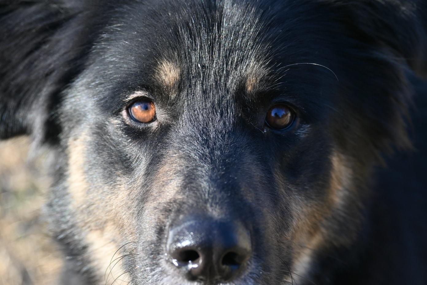 Enlarge Opie, a ADOPTABLE mixed breed in Catlett, VA image 5/5