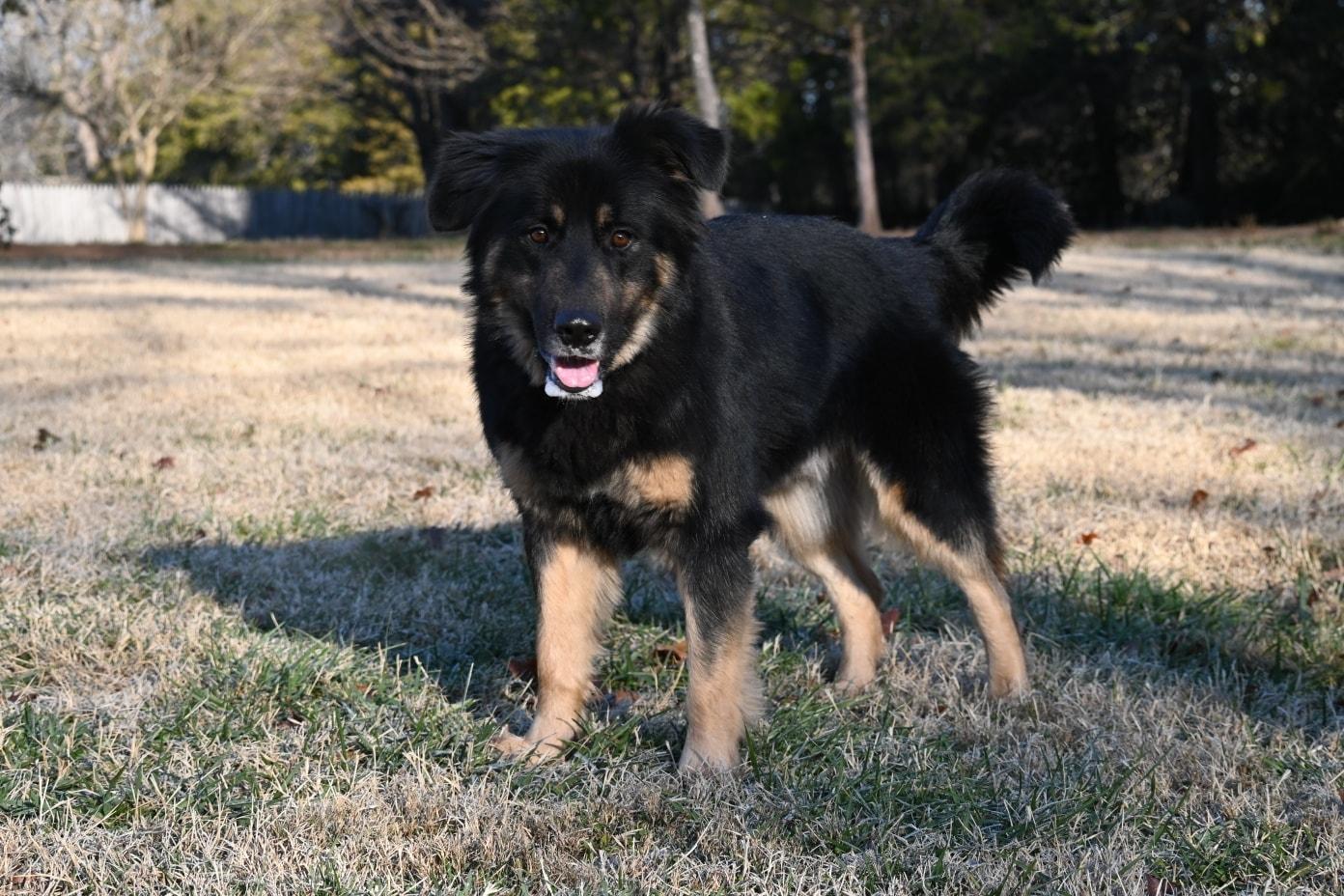 Enlarge Opie, a ADOPTABLE mixed breed in Catlett, VA image 3/5
