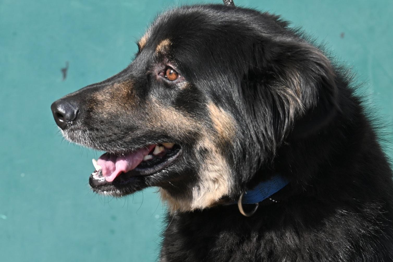 Enlarge Opie, a ADOPTABLE mixed breed in Catlett, VA image 2/5