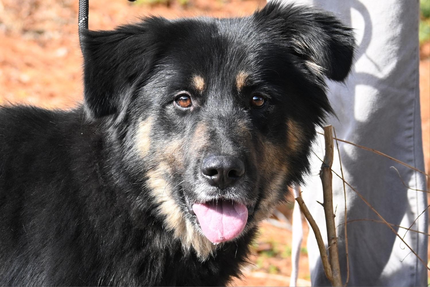 Opie, ADOPTABLE, Adult Male Shepherd.