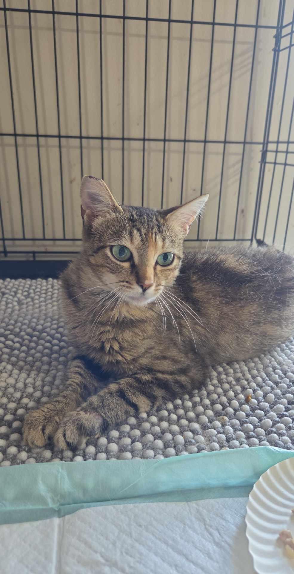 Ophelia, Adoptable, Adult Female Domestic Short Hair.