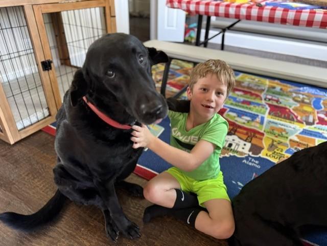 Enlarge Mulligan and  Jenna (bonded pair), a ADOPTABLE Black Labrador Retriever in Trophy Club, TX image 5/5